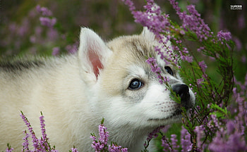 ~Akita Puppy~, animal, dog, puppy, Akita, cute, flowers, pet HD wallpaper