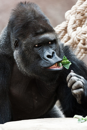 Majestic gorilla, Zoo encounter, Powerful ry, Impressive creature HD phone wallpaper