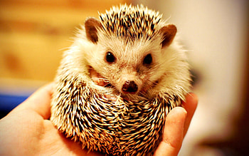Animals, Palms, Muzzle, Palm, Thorns, Prickles, Hedgehog HD wallpaper