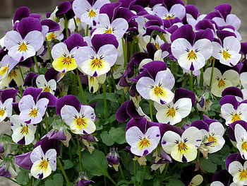 PANSIES!, other, pansies, nature, flowers HD wallpaper
