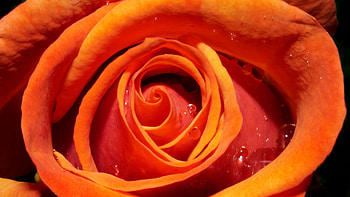 Yellow Rose Flower Petals Bud With Water Drops graphy HD wallpaper