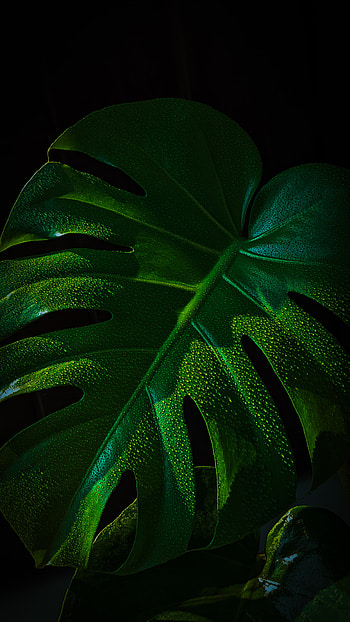 Monstera leaf, pixel4a, green, nature HD phone wallpaper