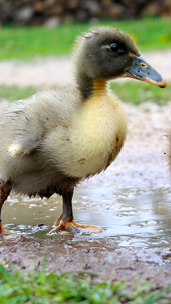 Duck, Kid HD phone wallpaper