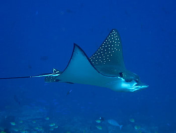 Eagle Ray, fish, sting, ocean, ray HD wallpaper