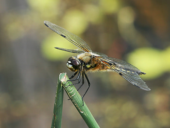 Macro, Branch, Insect, Dragonfly HD wallpaper