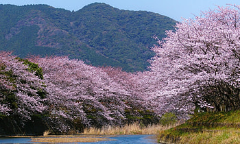 Sakura, , Flower HD wallpaper
