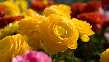 Gorgeous Summer Flowers, summer, yellow, red, gorgeous, nature, flowers HD wallpaper