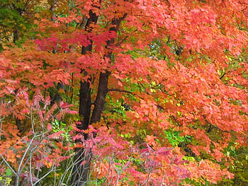 Trees of Autumn, trees, autumn, leaves, nature HD wallpaper