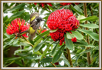 BIRD ON WARATAH FLOWER, FLOWER, NATURE, , BIRD HD wallpaper