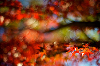 close up leaf leaf autumn red blur blur tree bokeh background full screen HD wallpaper