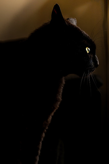 Dark, Cat, Sight, Opinion, Animal HD phone wallpaper