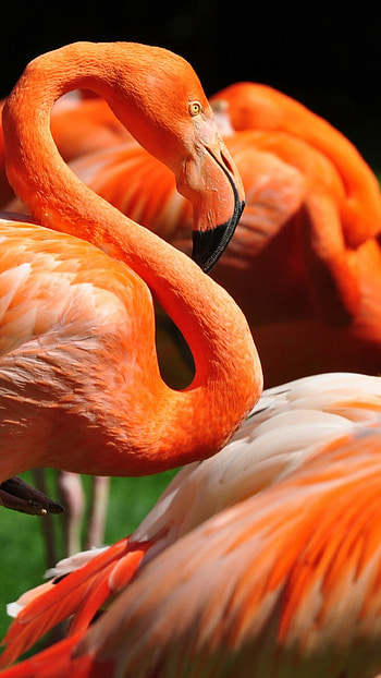 Flamingo , Sunlit bird, Green grass, Wildlife graphy HD phone wallpaper