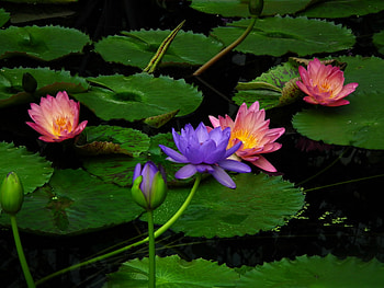 Flowers, Water, Leaves, Lilies, Water Lilies HD wallpaper