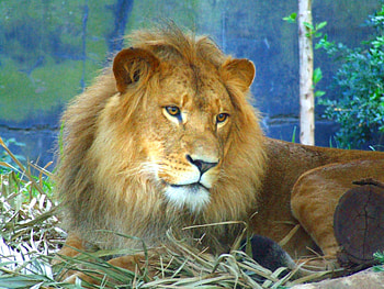 THE LION SLEEPS TONIGHT, fur, eyes, ears, lion HD wallpaper