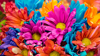 Colorful, flowers, close up HD wallpaper