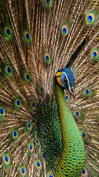 Peacock , Striking beauty, Captivating backgrounds, Nature's marvel HD phone wallpaper
