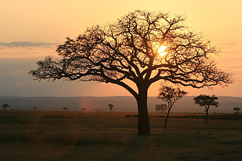 Namibia's nature, Acacia tree beauty, Green foliage, view HD wallpaper