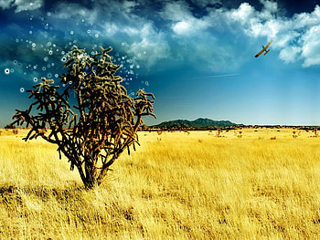 Cool landscape, field, landscape, sky, nature, cloud, tree HD wallpaper