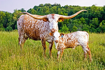 Longhorn cattle , Majestic animals, Country life, Livestock HD wallpaper