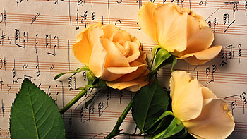 Yellow Roses, Flowers, Roses, Yellow, Nature HD wallpaper