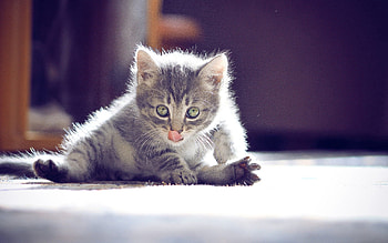 Animals, Shine, Light, Fluffy, Kitty, Kitten, Lick Your Lips, Licking, Wash Up, Wash HD wallpaper