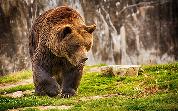 Grizzly Bear, bear , bear backgrounds HD wallpaper