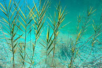 Nature, Water, Leaves, Plant, Stem, Stalk HD wallpaper