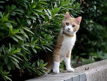 Animals, Grass, Leaves, Kitty, Kitten, Muzzle, Collar HD wallpaper