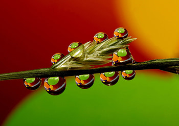 Water, Grass, Drops, Macro, Dew, Stem, Stalk HD wallpaper