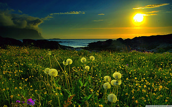 Sunset over the field, sea, pretty, field, sky, nature, flowers, sunset HD wallpaper