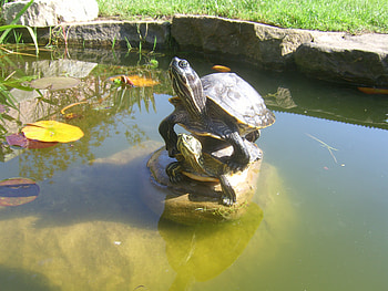 turtle powwwer, turtles HD wallpaper