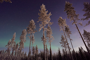 Nature Tree Aurorae , nature, trees HD wallpaper