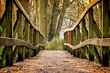 Bridge into the forest, Wood, Bridge, Trees, Forrest, Nature HD wallpaper