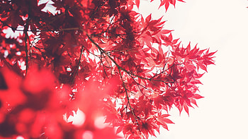 Japanese tree , Japanese tree backgrounds, Japanese tree , Backgrounds HD wallpaper
