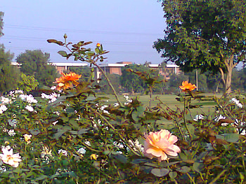 Yellow roses, nature, flowers, orange, roses HD wallpaper