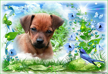 CUTE PUPPY, CUTE, PUPPY, FRAMED HD wallpaper