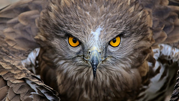 Eagle, yellow eyes, feather, skin, bird HD wallpaper