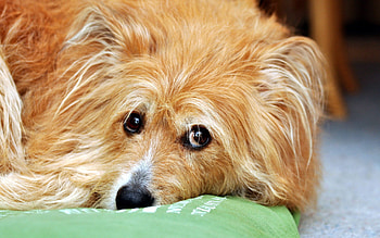 Animals, Dog, Muzzle, Eyes, Sadness, Sorrow HD wallpaper