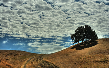 path through the hills under a big sky, hills, path, clouds, sky, tree HD wallpaper