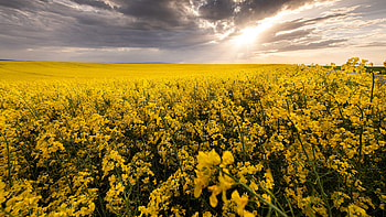 Close, View, Yellow, Flowers, Plants, Leaves, Petals, Buds, Green, Field, White, Clouds, Blue, Sky, Landscape Nature HD wallpaper