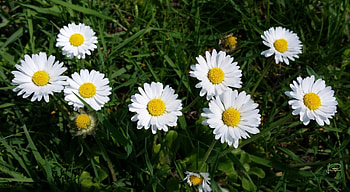 Margaritas 02, flores, naturaleza, verde, margaritas, daisies, natur, nature, flowers, blumen HD wallpaper