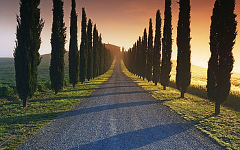 Cypress Tree, Pin on Italy HD wallpaper
