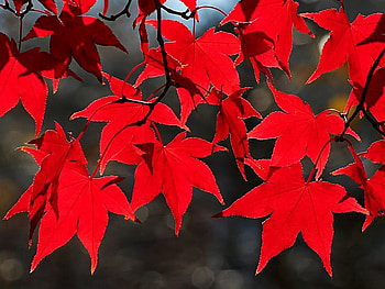 Autumn Red, trees, autumn, leaves, red HD wallpaper