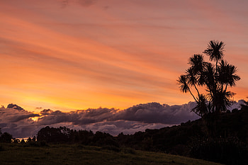 Nature, Sunset, Wood, Tree, Palm, Cloud HD wallpaper