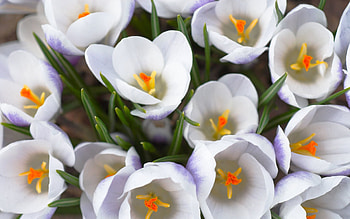 Flowers, Close-Up, Disbanded, Loose, Stamens, Crocuses HD wallpaper