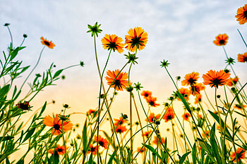 Cosmos field, flowers, summer HD wallpaper