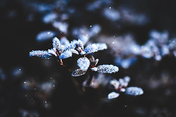 Winter, snowfrost, leaves, blur HD wallpaper