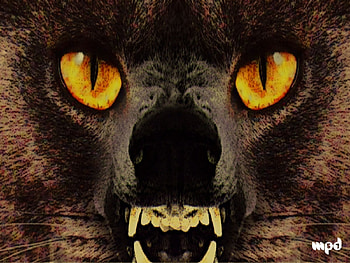 wolf, abstract, fantasy HD wallpaper