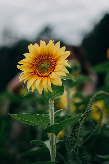 Close-up of a vibrant sunflower in a lush green field on a bright summer day. HD phone wallpaper