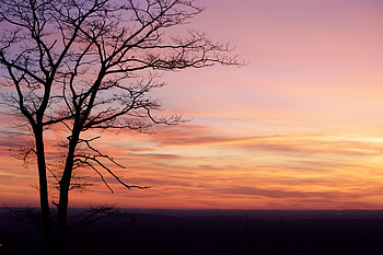 Nature, Sunset, Twilight, Dark, Silhouette, Wood, Tree, Dusk HD wallpaper